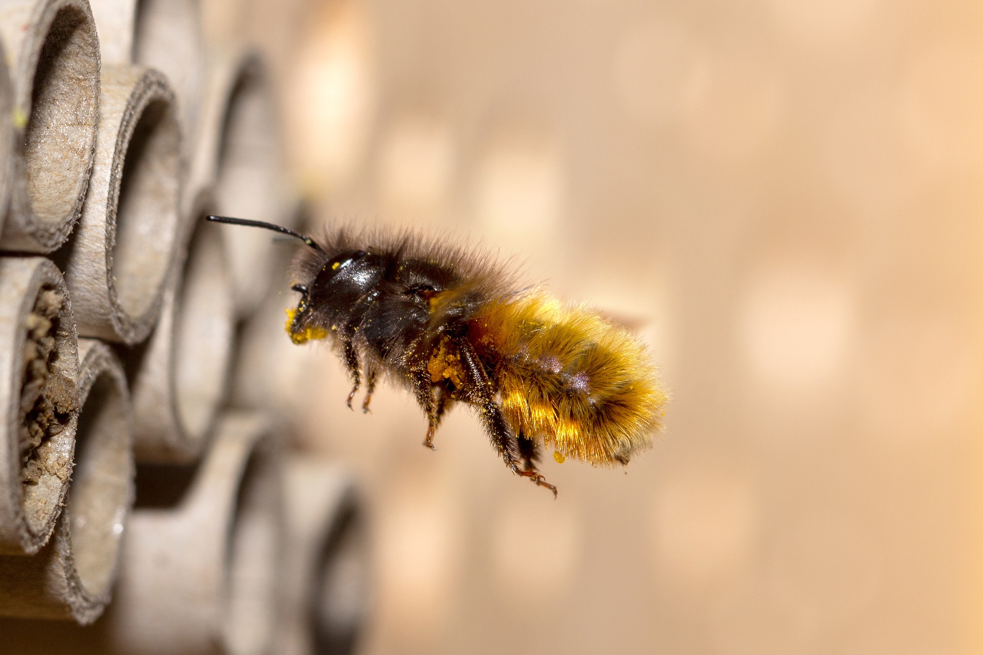 Pszczoła murarka: hodowla, domki, dokarmianie i wiele więcej